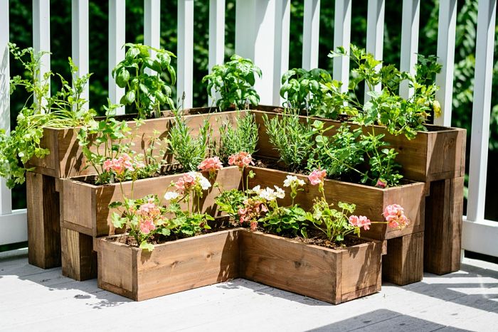 10 common mistakes people make when caring for an herb garden