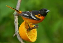 Benefits of feeding the birds in your garden