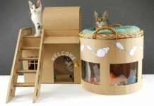Build cardboard house for cats’ step by step.