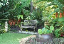 Create your own tropical plant garden