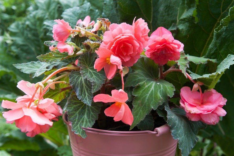 Tips for caring for begonias and having the best flowers - DecorWorlds