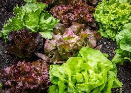 What variety of lettuce to choose and how to grow it?